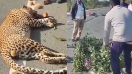 Leopard Run Over By Vehicle In Andhra Pradesh, Left Dead On Road For An Hour