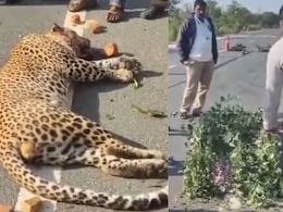 Leopard Run Over By Vehicle In Andhra Pradesh, Left Dead On Road For An Hour