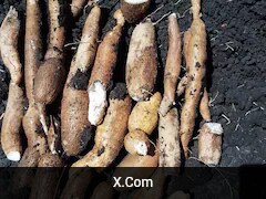 Cassava 20kg 送料込み Cassava 20kg 送料込み 楽天市場】cassavaの通販