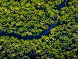 This Forest In Africa, About The Size Of Mexico Is Largest Dry Woodland This Forest In Africa, About The Size Of Mexico Is Largest Dry Woodland