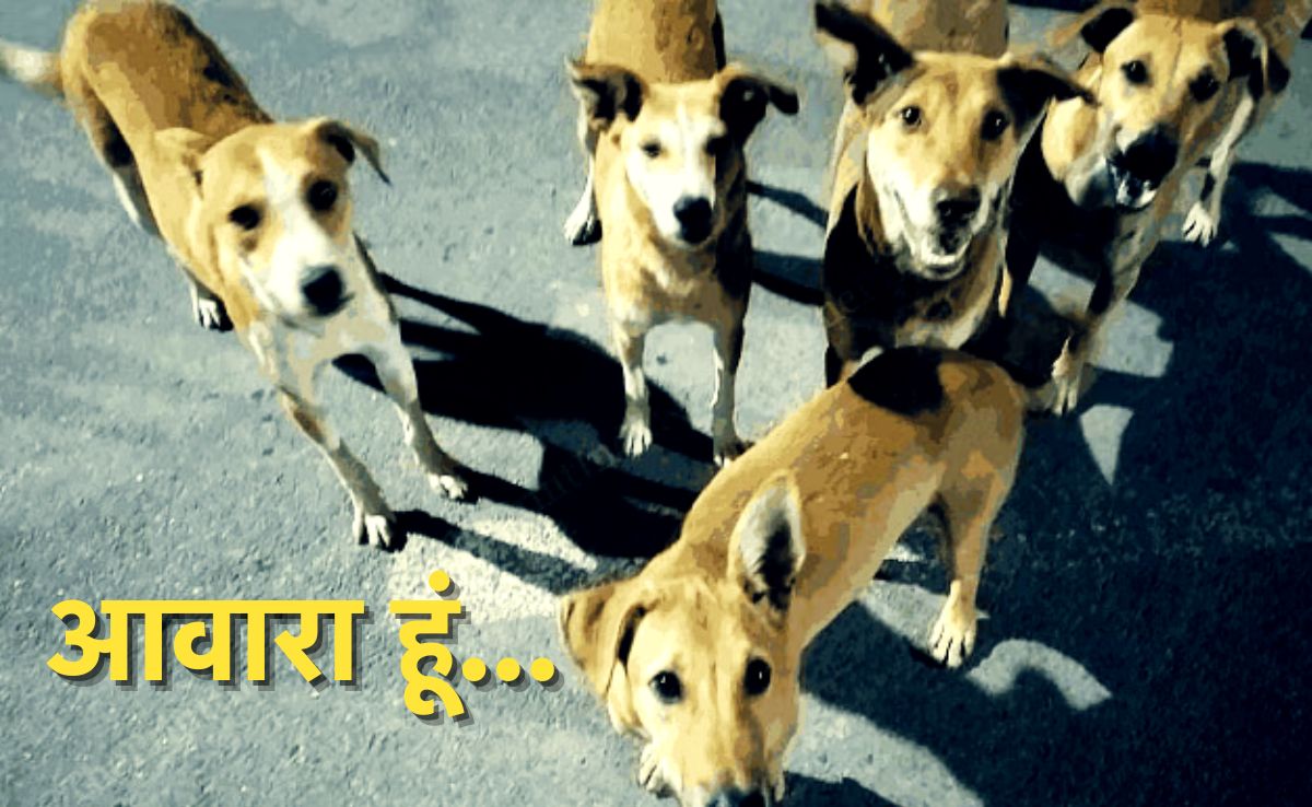 Dogs Bites: ग्वालियर में 1 दिन में 193 हुए आवारा कुत्तों के शिकार, नसबंदी पर खर्च हुआ 1.75 करोड़, नतीजा निकला जीरो