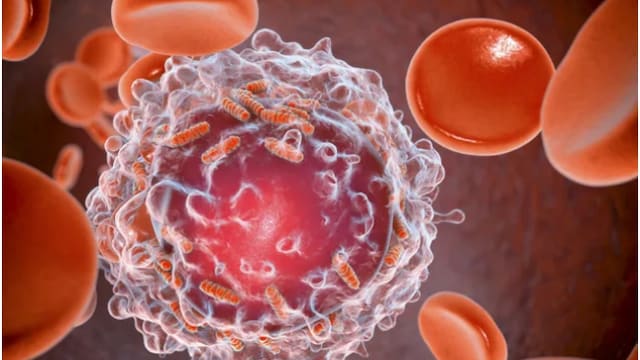 Focus on consuming anti-inflammatory foods to reduce cancer risk