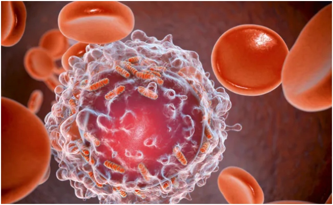Focus on consuming anti-inflammatory foods to reduce cancer risk