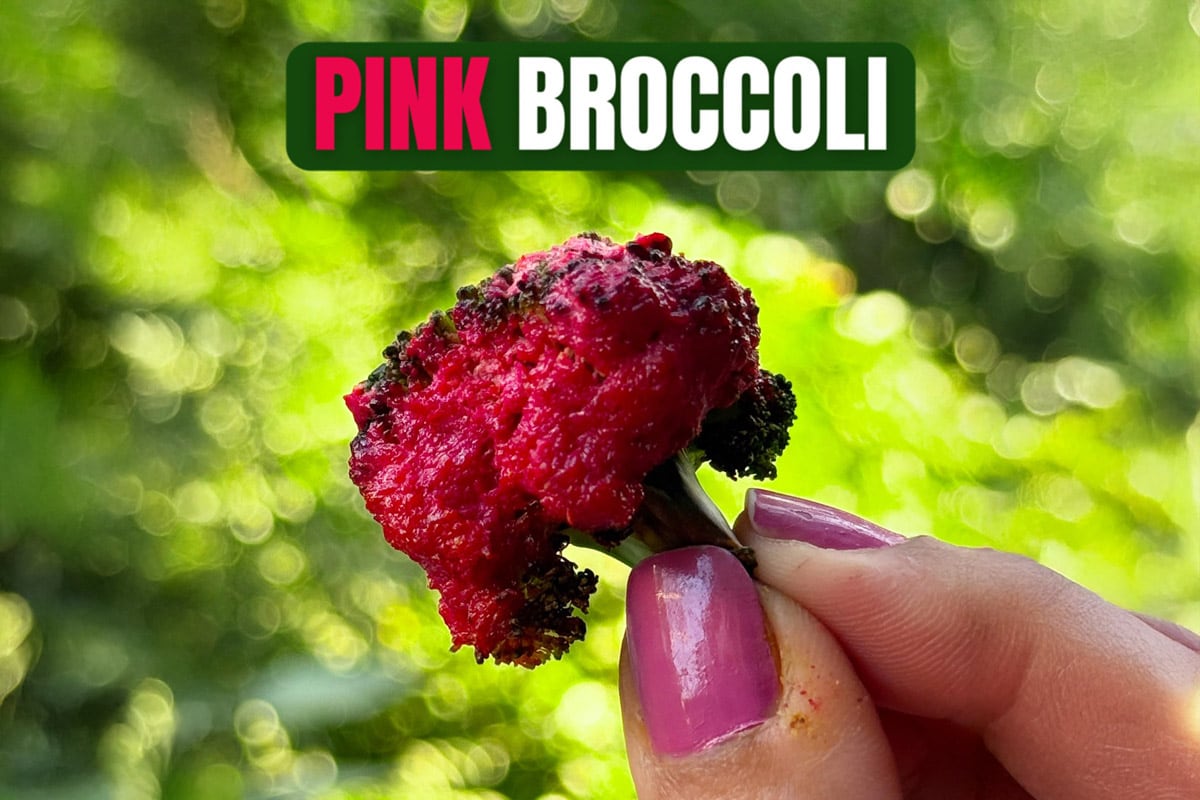 Chef Shruti Mahajan's Pink Broccoli: A Unique Valentine's Day Delight!