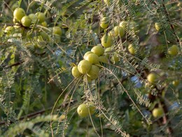 सुबह खाली पेट आंवले की पत्ती चबाने से मिलेंगे 5 बड़े फायदे, बहुत कम लोगों को है पता, जानिए यहां