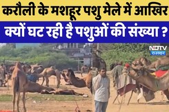 Karauli Pashu Mela : करौली के मशहूर पशु मेले में आखिर क्यों घट रही है पशुओं की संख्या ? Karauli Pashu Mela : करौली के मशहूर पशु मेले में आखिर क्यों घट रही है पशुओं की संख्या ?