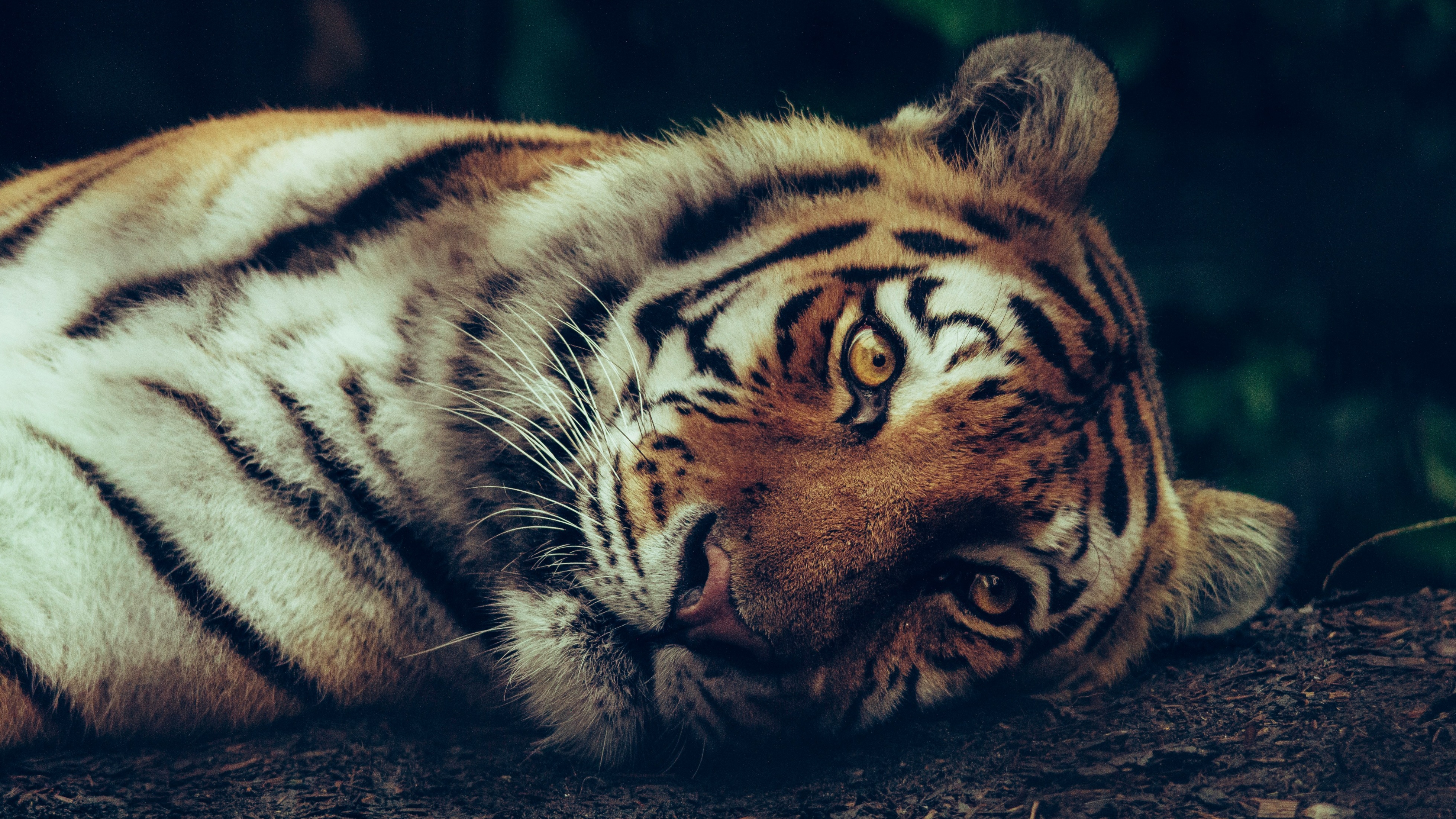 बाघों के शव बड़ी मुश्किल से क्यों मिलते हैं