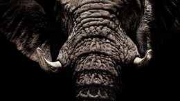 Elephants Trample 58-Year-Old Man To Death In Chhattisgarh's Korba