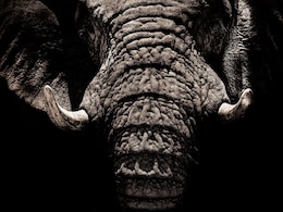 Elephants Trample 58-Year-Old Man To Death In Chhattisgarh's Korba Elephants Trample 58-Year-Old Man To Death In Chhattisgarh's Korba