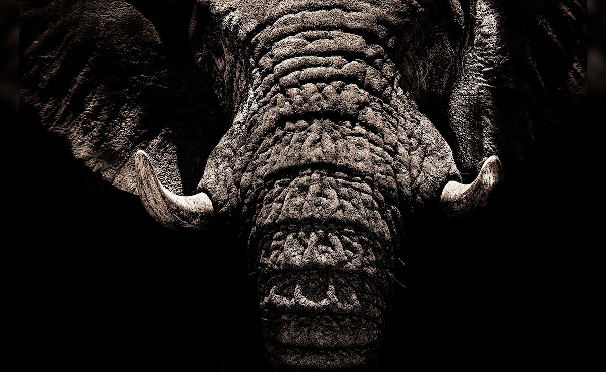 Elderly Couple Trampled To Death By Wild Elephants In Odisha: Cops