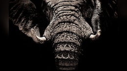 Elderly Couple Trampled To Death By Wild Elephants In Odisha: Cops