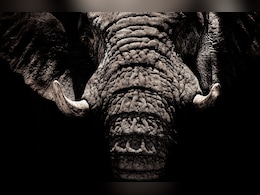 Elderly Couple Trampled To Death By Wild Elephants In Odisha: Cops Elderly Couple Trampled To Death By Wild Elephants In Odisha: Cops