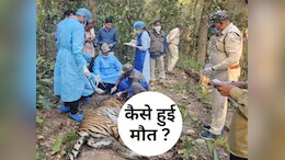 MP के इस टाइगर रिजर्व में&nbsp;बाघिन की मौत, एक पखवाड़े में ये दूसरा मामला, इन पर खड़े हो रहे सवाल&nbsp;