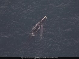 Endangered North Atlantic Right Whale, Calf Spotted Off Coast Of New York Endangered North Atlantic Right Whale, Calf Spotted Off Coast Of New York