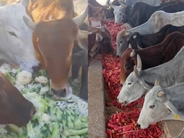 जयपुर में किसानों को फेंकना पड़ रहा है टमाटर..गोभी और मटर, थोक भाव पहुंचा 3 से 6 रुपये किलो जयपुर में किसानों को फेंकना पड़ रहा है टमाटर..गोभी और मटर, थोक भाव पहुंचा 3 से 6 रुपये किलो