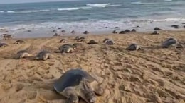Turtle Wonderland: 3 Lakh Olive Ridley Turtles Arrive For Mass Nesting In Odisha
