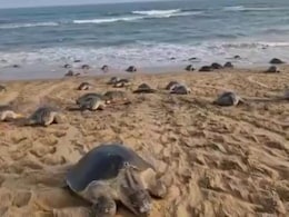 Turtle Wonderland: 3 Lakh Olive Ridley Turtles Arrive For Mass Nesting In Odisha Turtle Wonderland: 3 Lakh Olive Ridley Turtles Arrive For Mass Nesting In Odisha