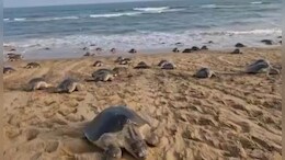 Over 5.5 Lakh Eggs Laid By Olive Ridley Turtles On Odisha's Beaches