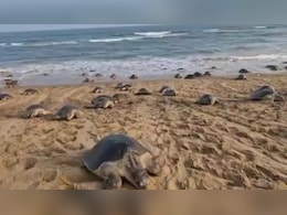 Over 5.5 Lakh Eggs Laid By Olive Ridley Turtles On Odisha's Beaches Over 5.5 Lakh Eggs Laid By Olive Ridley Turtles On Odisha's Beaches