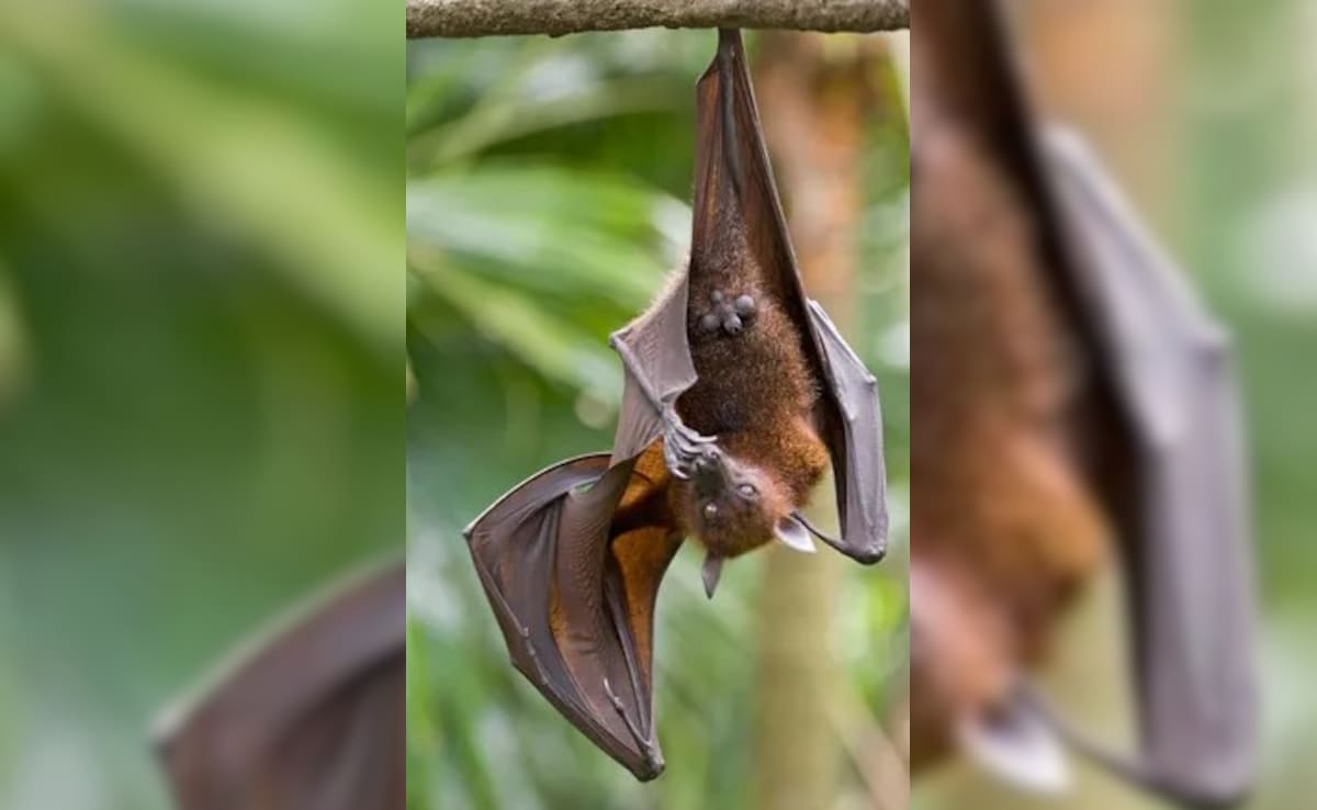 चीन में मिला नया बैट कोरोनावायरस, इंसानों में फैलने की आशंका