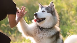 Husky Turns Hotel Porter For Chinese Homestay, Helps Earn Over 23 Lakh In Just 3 Days