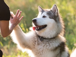 Husky Turns Hotel Porter For Chinese Homestay, Helps Earn Over 23 Lakh In Just 3 Days Husky Turns Hotel Porter For Chinese Homestay, Helps Earn Over 23 Lakh In Just 3 Days