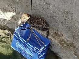 How Neck Belts, AI Cameras Are Keeping Humans Safe From Leopards In Pune How Neck Belts, AI Cameras Are Keeping Humans Safe From Leopards In Pune