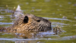 Beavers Build Dam Project Stalled For Seven Years, Help Authorities Save Rs 10 Crore