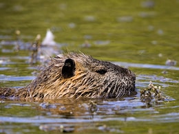 Beavers Build Dam Project Stalled For Seven Years, Help Authorities Save Rs 10 Crore Beavers Build Dam Project Stalled For Seven Years, Help Authorities Save Rs 10 Crore