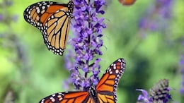 A Country Without Butterflies? Study Flags Alarming Drop In US