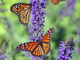 A Country Without Butterflies? Study Flags Alarming Drop In US A Country Without Butterflies? Study Flags Alarming Drop In US