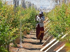 Soil, Nutrients And Weather Forecasts: How AI Is Helping Indian Farmers