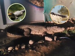 MP: गांव की सैर पर निकला 2 क्विंटल का मगरमच्छ, गलियों में देख लोगों के उड़े होश, देखें Video MP: गांव की सैर पर निकला 2 क्विंटल का मगरमच्छ, गलियों में देख लोगों के उड़े होश, देखें Video