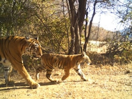 रणथम्भौर टाईगर रिजर्व से आई खुशखबरी, बढ़ा बाघों का कुनबा; ट्रेपिंग कैमरे में कैद हुई तस्वीर 