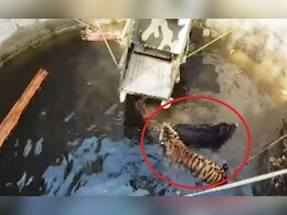 शिकार के दौरान कुएं में गिरे बाघ और जंगली सूअर, जानें फिर क्या हुआ, देखें VIDEO शिकार के दौरान कुएं में गिरे बाघ और जंगली सूअर, जानें फिर क्या हुआ, देखें VIDEO