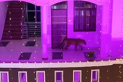 In This UP Wedding, Uninvited Guest Was A Leopard. What Happened Next In This UP Wedding, Uninvited Guest Was A Leopard. What Happened Next