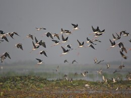 बिहार में पहली बार पक्षियों में लगाए गए ट्रांसमीटर,पक्षियों की गतिविधियों की पल-पल की मिलेगी जानकारी