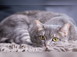 एच5एन1 से संक्रमित बिल्लियों के मालिकों के जांच की आ गई रिपोर्ट, डॉक्टर्स ने किया ये खुलासा 