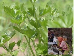 खेती और सब्जियों के लिए वरदान साबित हो रही कापन मिट्टी, यहां लगता है खास बाजार