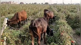 MP में 1 रुपये किलो बिक रहा टमाटर, गायों को खिला रहे किसान,&nbsp;CG का भी यही हाल