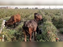MP में 1 रुपये किलो बिक रहा टमाटर, गायों को खिला रहे किसान, CG का भी यही हाल MP में 1 रुपये किलो बिक रहा टमाटर, गायों को खिला रहे किसान, CG का भी यही हाल