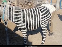 Chinese Zoo Admits To Painting Donkeys Black And White To Resemble Zebras Chinese Zoo Admits To Painting Donkeys Black And White To Resemble Zebras