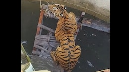 Watch: Tiger Chases Boar, Both Fall Into Well. Then A Stunning Twist