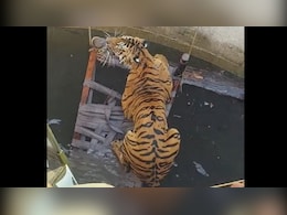Watch: Tiger Chases Boar, Both Fall Into Well. Then A Stunning Twist Watch: Tiger Chases Boar, Both Fall Into Well. Then A Stunning Twist