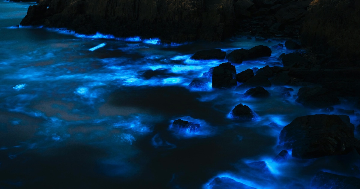 All You Need To Know About Bioluminescent Algae all-you-need-to-know-about-bioluminescent-algae