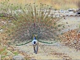 Viral Photo: सुहाने मौसम में मोर ने जैसे ही फैलाए पंख तो लंगूर ने एंट्री मार लूट ली महफिल, तस्वीर हुई वायरल