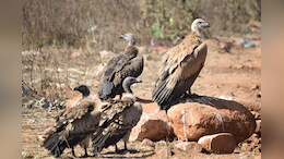 Vultures&nbsp; : देश में सबसे अधिक गिद्धों वाला राज्य बना MP, ऐसे हो रहा है संरक्षण,&nbsp;12 हजार के पार हुई संख्या