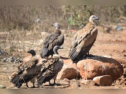 Vultures  : देश में सबसे अधिक गिद्धों वाला राज्य बना MP, ऐसे हो रहा है संरक्षण, 12 हजार के पार हुई संख्या Vultures  : देश में सबसे अधिक गिद्धों वाला राज्य बना MP, ऐसे हो रहा है संरक्षण, 12 हजार के पार हुई संख्या