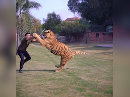 खूंखार टाइगर को डंडा दिखाने की गलती कर बैठा शख्स, अगले ही पल जो हुआ उसे देख कांप उठेगा कलेजा खूंखार टाइगर को डंडा दिखाने की गलती कर बैठा शख्स, अगले ही पल जो हुआ उसे देख कांप उठेगा कलेजा