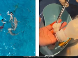 Video: Swim In Maldives Takes Terrifying Turn As Shark Bites Woman Video: Swim In Maldives Takes Terrifying Turn As Shark Bites Woman